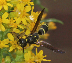 Ancistrocerus antilope