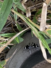 Traumatomutilla indica