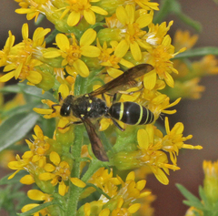 Ancistrocerus antilope
