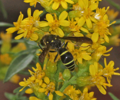 Ancistrocerus antilope