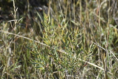Hypericum kalmianum