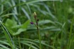 Anacamptis laxiflora