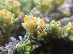 Veronica densifolia
