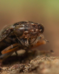 Idiocerus herrichii