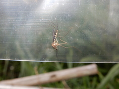 Armigeres subalbatus