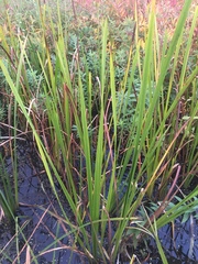 Sparganium eurycarpum