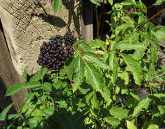 Sambucus racemosa melanocarpa