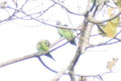 Psittacula alexandri