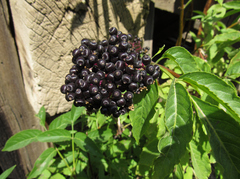 Sambucus racemosa melanocarpa