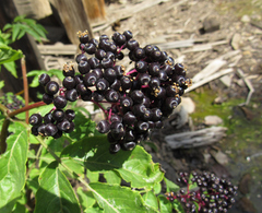 Sambucus racemosa melanocarpa