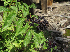 Sambucus racemosa melanocarpa