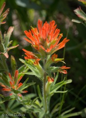 Castilleja hispida acuta