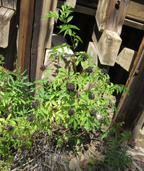 Sambucus racemosa melanocarpa