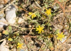 Pulicaria paludosa