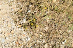 Pulicaria paludosa