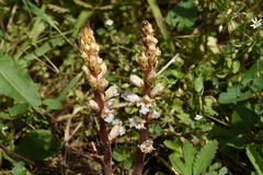 Orobanche crenata