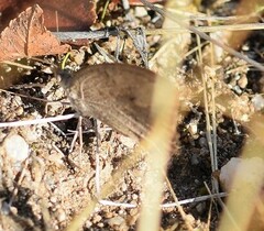 Hipparchia statilinus