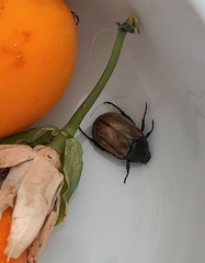 Anomala testaceipennis