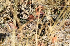 Hipparchia statilinus