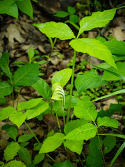 Arisaema stewardsonii