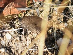 Hipparchia statilinus