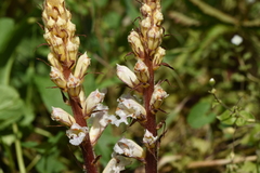 Orobanche crenata