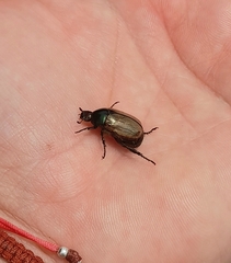 Anomala testaceipennis