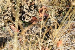 Hipparchia statilinus