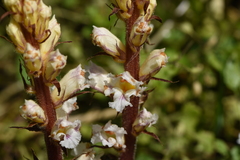 Orobanche crenata