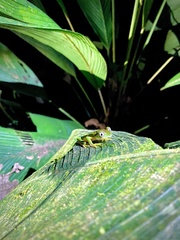 Agalychnis lemur