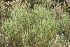 Cytisus oromediterraneus