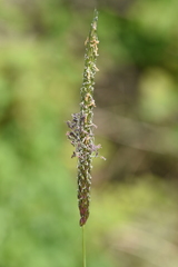 Alopecurus myosuroides