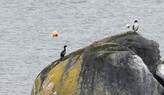 Leucocarbo chalconotus