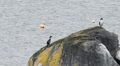 Leucocarbo chalconotus