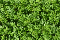 Artemisia verlotiorum