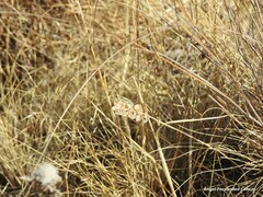 Lepidium hirtum