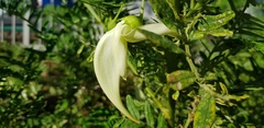 Clianthus puniceus