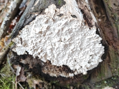 Neoantrodia serialis