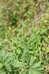 Alopecurus myosuroides