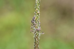 Alopecurus myosuroides