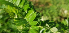 Liriomyza clianthi