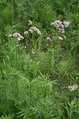 Valeriana transjenisensis