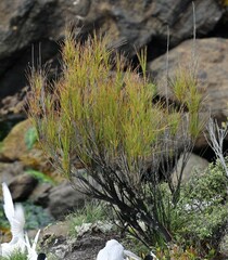 Dracophyllum longifolium
