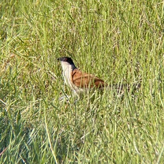 Centropus cupreicaudus