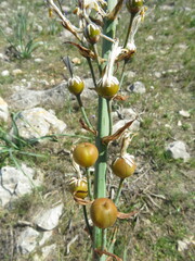 Asphodelus cerasiferus