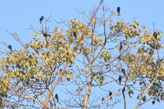 Dicrurus hottentottus