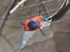 Leucauge licina
