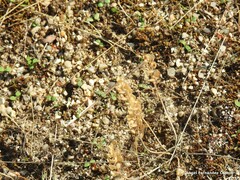 Lepidium hirtum