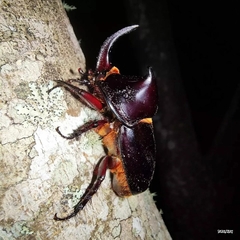 Heterogomphus schoenherri