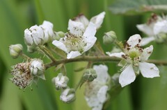 Rubus fruticosus